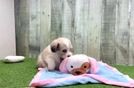 Aussiechon Puppy for Adoption