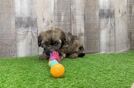 Happy Cavapoo Baby