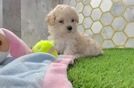 Best Maltipoo Baby