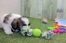 Meet Maddie - our Shih Poo Puppy Video
