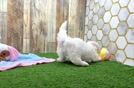 Meet Ingrid - our Maltipoo Puppy Video
