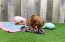 Best Cavapoo Baby