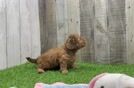 Friendly Shih Poo Baby