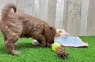 Mini Goldendoodle Pup Being Cute