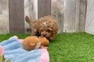 Cavapoo Puppy for Adoption