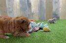 Mini Goldendoodle Puppy for Adoption