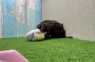 Playful Yo Yo Poo Poodle Mix Puppy