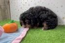 Hypoallergenic Cavadoodle Poodle Mix Puppy
