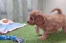 Petite Cavapoo Poodle Mix Pup