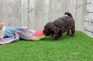 Best Mini Doxiedoodle Baby