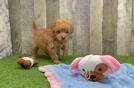 Best Mini Goldendoodle Baby