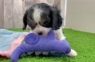 Cavalier King Charles Spaniel Pup Being Cute