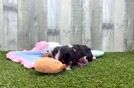 Meet Gendry - our Cavalier King Charles Spaniel Puppy Video