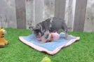 Popular French Bulldog Purebred Pup