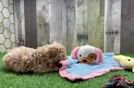 Meet Isaiah - our Maltipoo Puppy Video
