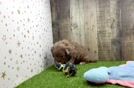 Meet Chloe - our Cavapoo Puppy Video