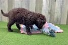 Best Mini Labradoodle Baby