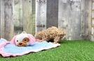 Meet Fou Fou - our Maltipoo Puppy Video