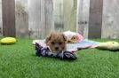Friendly Maltipoo Baby