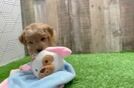 Adorable Golden Retriever Poodle Mix Poodle Mix Puppy