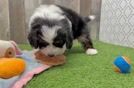 Cute Mini Bernedoodle Baby