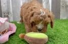 Cavapoo Puppy for Adoption