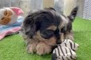 Cute Cockapoo Poodle Mix Pup