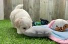 Sweet Maltipoo Baby