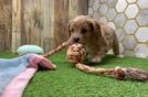 Cavapoo Puppy for Adoption