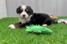 Mini Bernedoodle Pup Being Cute