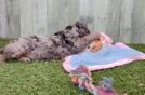 Cavapoo Puppy for Adoption
