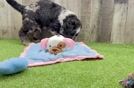 Meet Barrett - our Mini Goldendoodle Puppy Video
