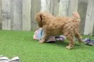 Mini Goldendoodle Pup Being Cute