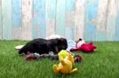 Meet Victoria - our Yorkie Poo Puppy Video