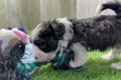 Havanese Puppy for Adoption