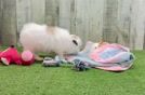 Small Shih Pom Baby