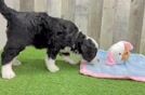 Friendly Mini Bernedoodle Baby