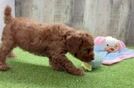 Meet Dayton - our Poodle Puppy Video