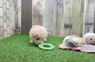 Meet Fry - our Poochon Puppy Video  - Florida Fur Babies Poochon Pup Being Cute