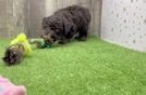 Poodle Pup Being Cute