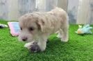 Energetic Cocker Doodle Poodle Mix Puppy