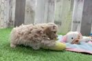 Adorable Maltidoodle Poodle Mix Puppy