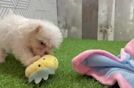 Meet Lancelot - our Maltese Puppy Video