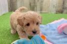 Maltipoo Puppy for Adoption