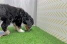 Happy Mini Bernedoodle Baby