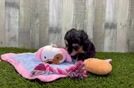 Mini Aussiedoodle Pup Being Cute