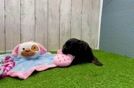 Meet Emory - our Mini Aussiedoodle Puppy Video