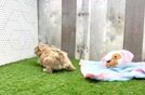 Maltipoo Puppy for Adoption