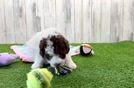 Small Cockapoo Baby