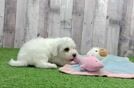 Little Bichon Frise Purebred Pup